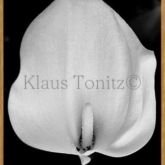 FD04 NATURAL BEAUTY